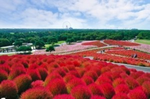 コキア