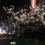 サクラ　さくら